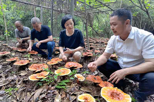 浙江龙泉丨倾力打造独具魅力灵芝康养中心